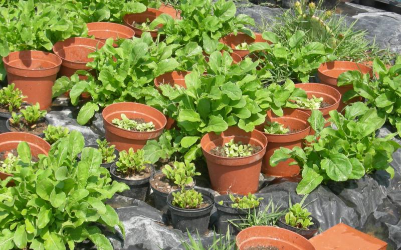 Farmhouse Ameglia, green relax spaces